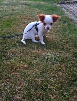 Reinrassige Chihuahua Welpen - Wetter (Hessen)