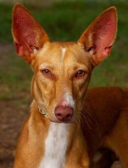Hermes ist ein witziger Junge - Donaueschingen