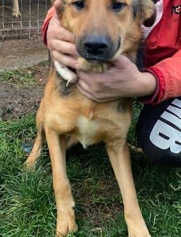 Fridolin - Der Besonnene 🐾 - Elsdorf (Nordrhein-Westfalen)