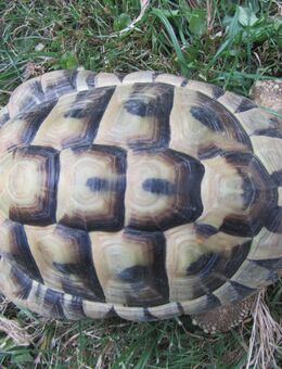 Griechische Landschildkröte Testudo hermanii NZ2017 - Schildkröte - Bessenbach