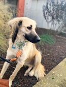 Wunderschöne Susi sucht ihr Zuhause in 60528