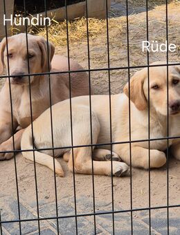 Labrador-Welpen, reinrassig in Champagner - Großharrie