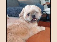 Shih Tzu LEO: katzenverträglich + lieb! - Meinerzhagen