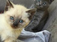 Zuckersüße Bkh Kitten(mix) - Köln