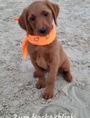 Labradoodle Welpen vom Züchter in der Farbe foxred in 74847