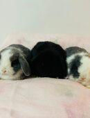 Minilop Zwergwidder Lionloop Zwergkaninchen Babys in 81377