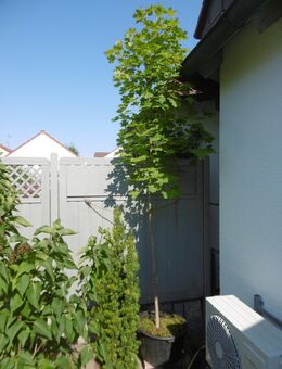 Ahorn zu verkaufen - Fürth