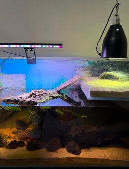 Chinesische Dreikielschildkröte komplett set - Duisburg