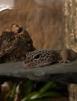 Leopardgeckos + Zubehör - Markgröningen Zentrum