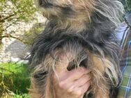 Tobby hat alles verloren - Haar