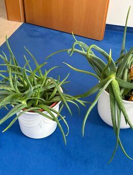 2 große vollfleischige Aloe-Pflanzen inkl. Innen-Topf - München