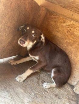 Süße Hündin B636 sucht ihre Familie - Neuberg