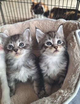 Bezaubernde Maine Coon Kitten zu verkaufen - Bad Laer