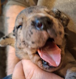 Wunderschöne vielversprechende Deutsche Doggen Welpen, Harlekin Rüden,Grautiger und Manteltiger Hündin,