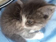 Jungkatzen ,Katzenkinder abzugeben - Wanderup