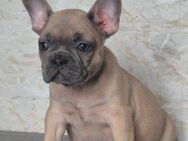 Französische Bulldoggen welpen Geimpft Gechipt Freiatmend abzugeben - Übach-Palenberg