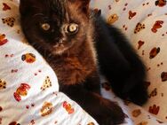 BKH Kitten 1 Junge ist noch da - Wuppertal