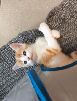 1 Kater sucht ein neues Zuhause - Oberpöring