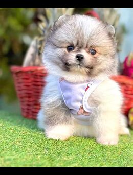 Suche Pomeranian Welpe - Essen