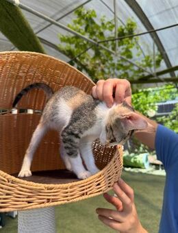 💖 Süße Babykatze Kaly 💖 - Eislingen (Fils)