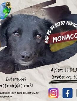 MONACO - sucht sein Spatzerl - Waakirchen