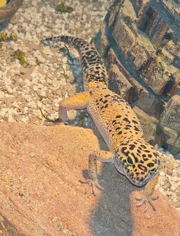 5 Leopardgeckos mit Terrarium - Lampertheim