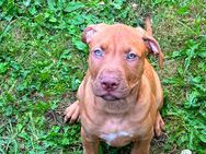 American Bully Welpen Suchen einneues zu Hause - Bous