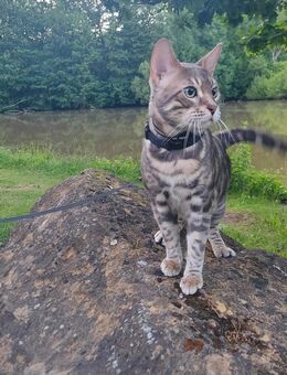 Junge Bengal blue-silver - Magstadt