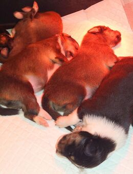 Sheltie Welpen mit Stammbaum suchen ein neues Zuhause - Emstek