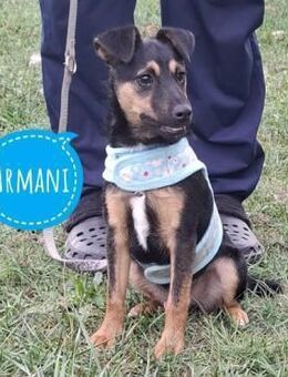 Armani ein kleiner Schatz - Flörsheim-Dalsheim