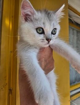 Bkh Katze Blauauge - Berlin Spandau