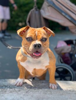 Familienhündin American Bully - Salzgitter