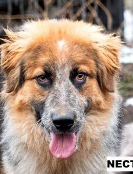 Rüde Nectar sucht liebe Menschen - Neuhausen (Fildern)