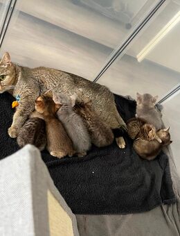 Britisch Kurzhaar Mischlings-Kätzchen ab Mitte Oktober abzugeben - Donauwörth