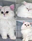 Reinrassige BLH Katerchen männlich in 13051