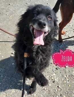 Zelda eine absolute Seelenhündin - Flörsheim-Dalsheim