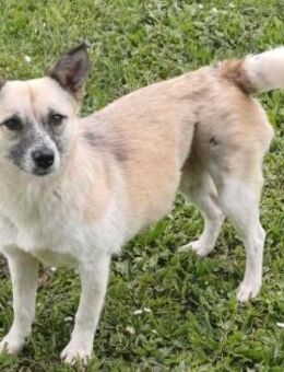 Katzenfreundliche Sina - Mylau