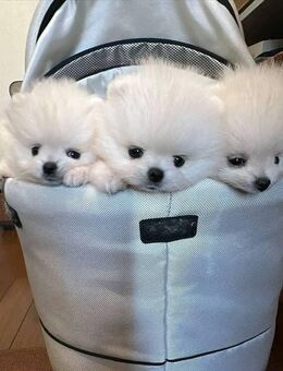 Pomeranian-Welpen zur Adoption - Düsseldorf
