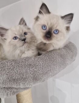 Ragdoll Kätzchen zu verkaufen - Neuburg (Donau)