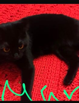 Britische Kurzhaar - Rosenfeld