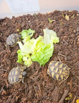 Griechische landschildkröten - Weiterstadt