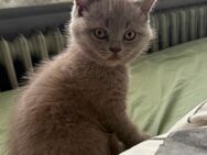 Süße BkH Kitten - Bremen