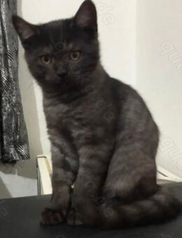 Tolle Bkh kitten Glückskatze und Choco 13 w verschmust ab heute abzugeben - Essen