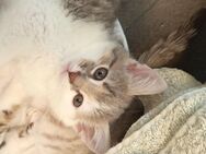 Letztes Katzenbaby BKH-Mix - Gummersbach