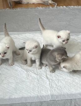 Süße BKH Kitten suchen ein neues Zuhause - Schongau