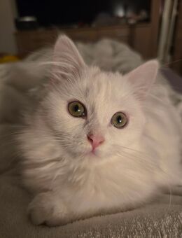 BLH Kitten - Uhingen