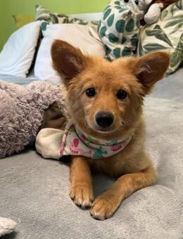 Kleine Sunny wartet auf ihre Chance - Chemnitz