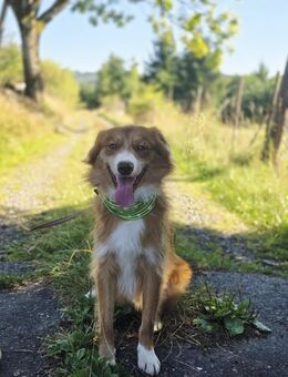 Nova Scotia Duck Toller Retriever mal Australian Shepherds abzugeben - Waldmünchen