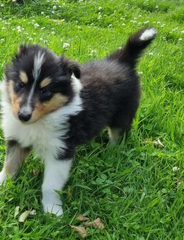 Wunderschöne Tricolour Collie-Welpen mit liebevoller Aufzucht - Wingst