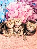 Bkh Kitten, Kätzchen mit Stammbaum in 33142